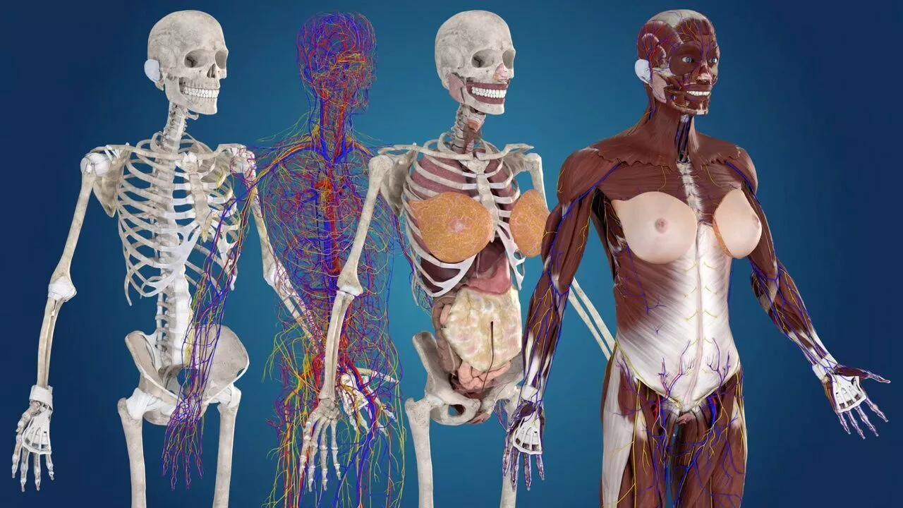 Female Anatomy 3D model