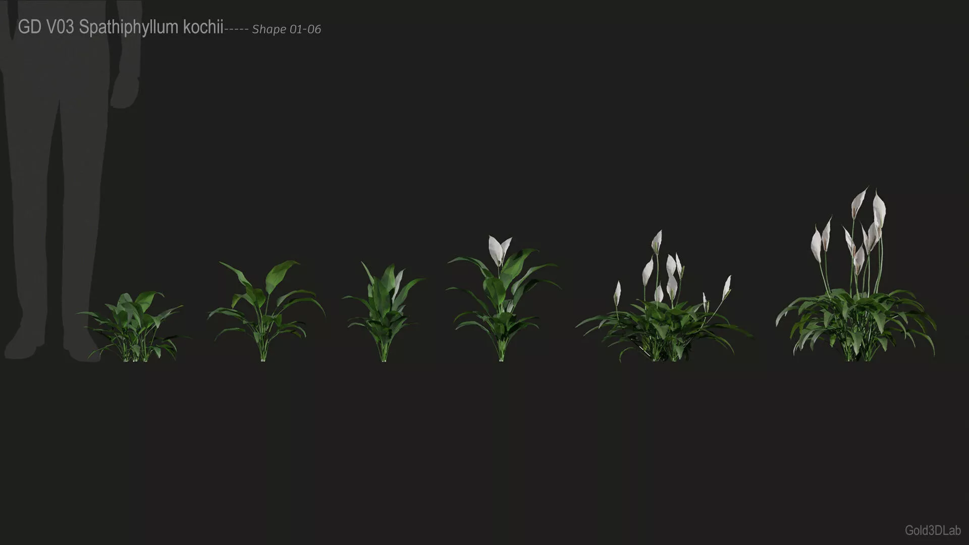 Spathiphyllum kochi 3D model