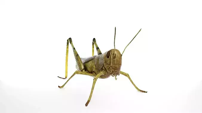 Photorealistic Grasshopper Insect