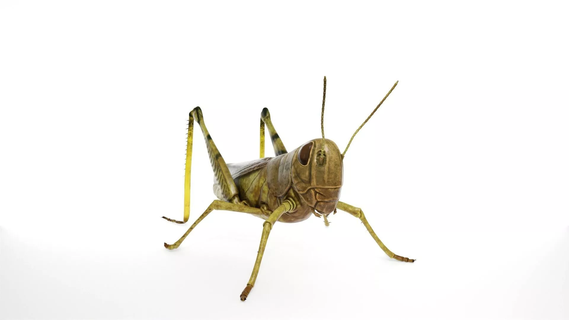 Photorealistic Grasshopper Insect 3D model
