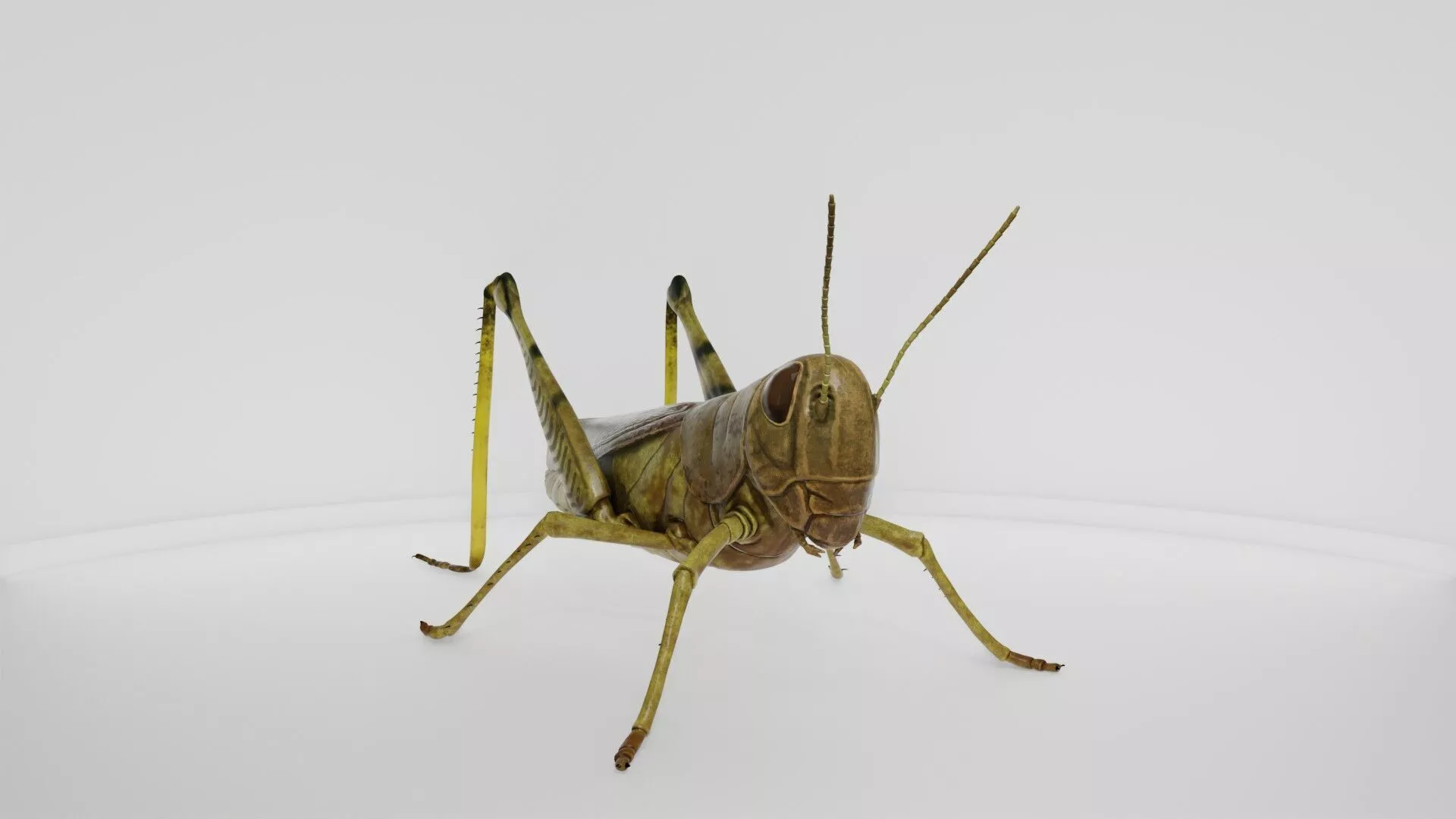Photorealistic Grasshopper Insect 3D model