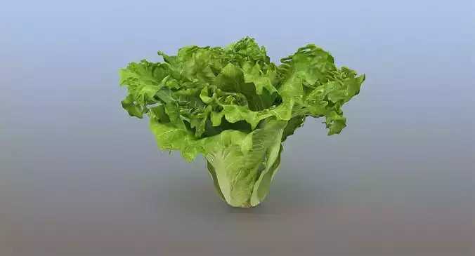 Lettuce leaf 3D model