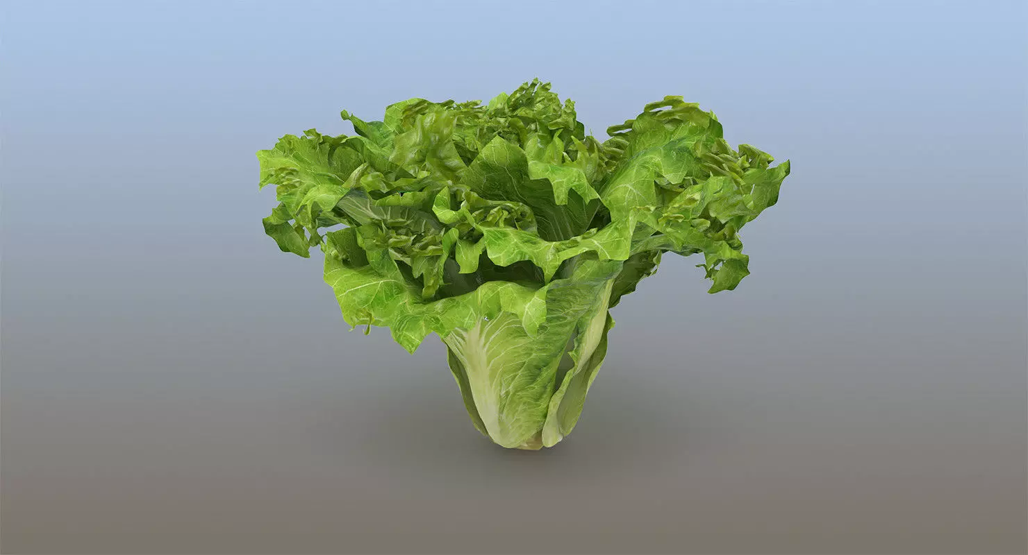 Lettuce leaf 3D model_0