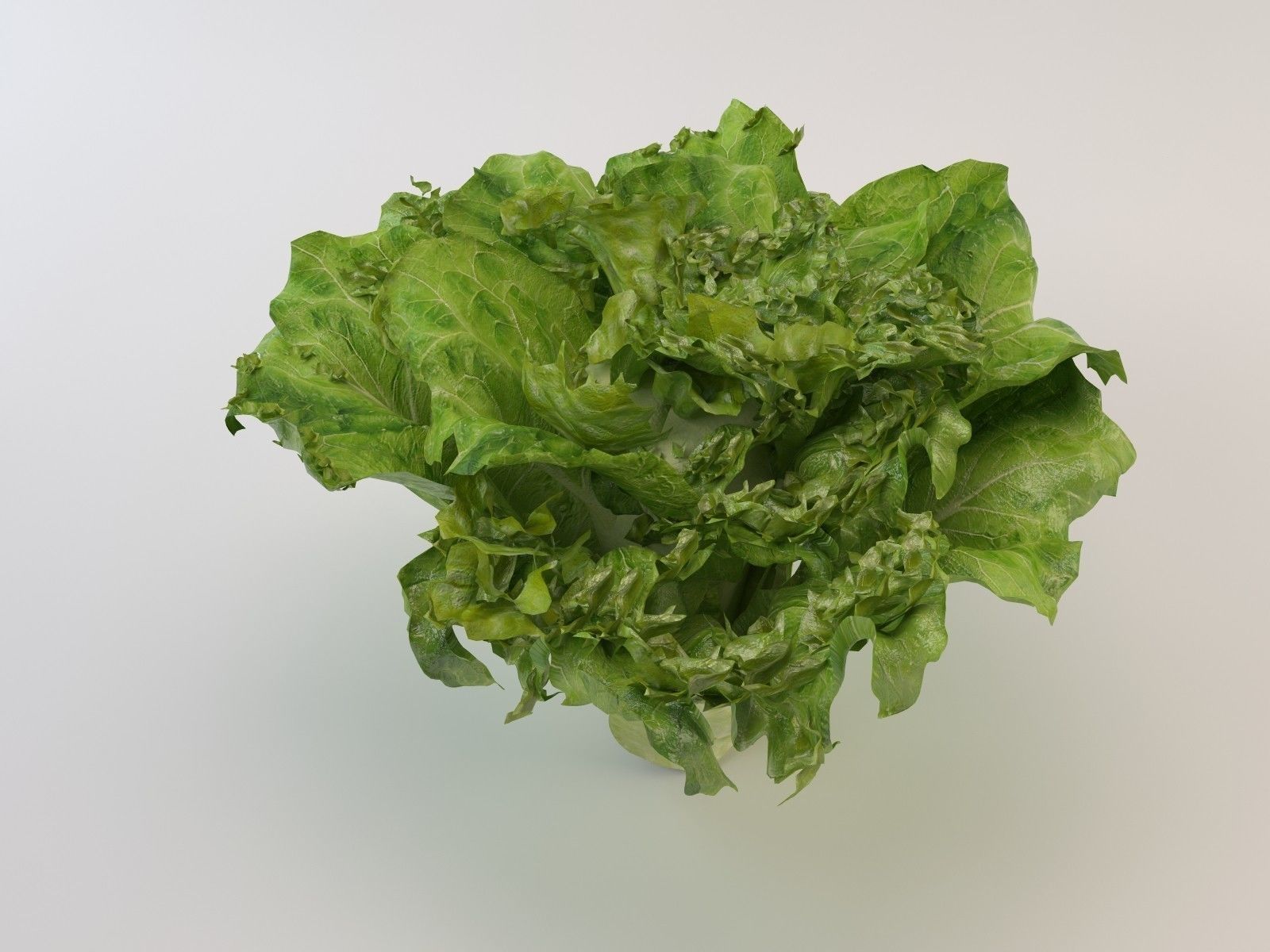 Lettuce leaf 3D model_5