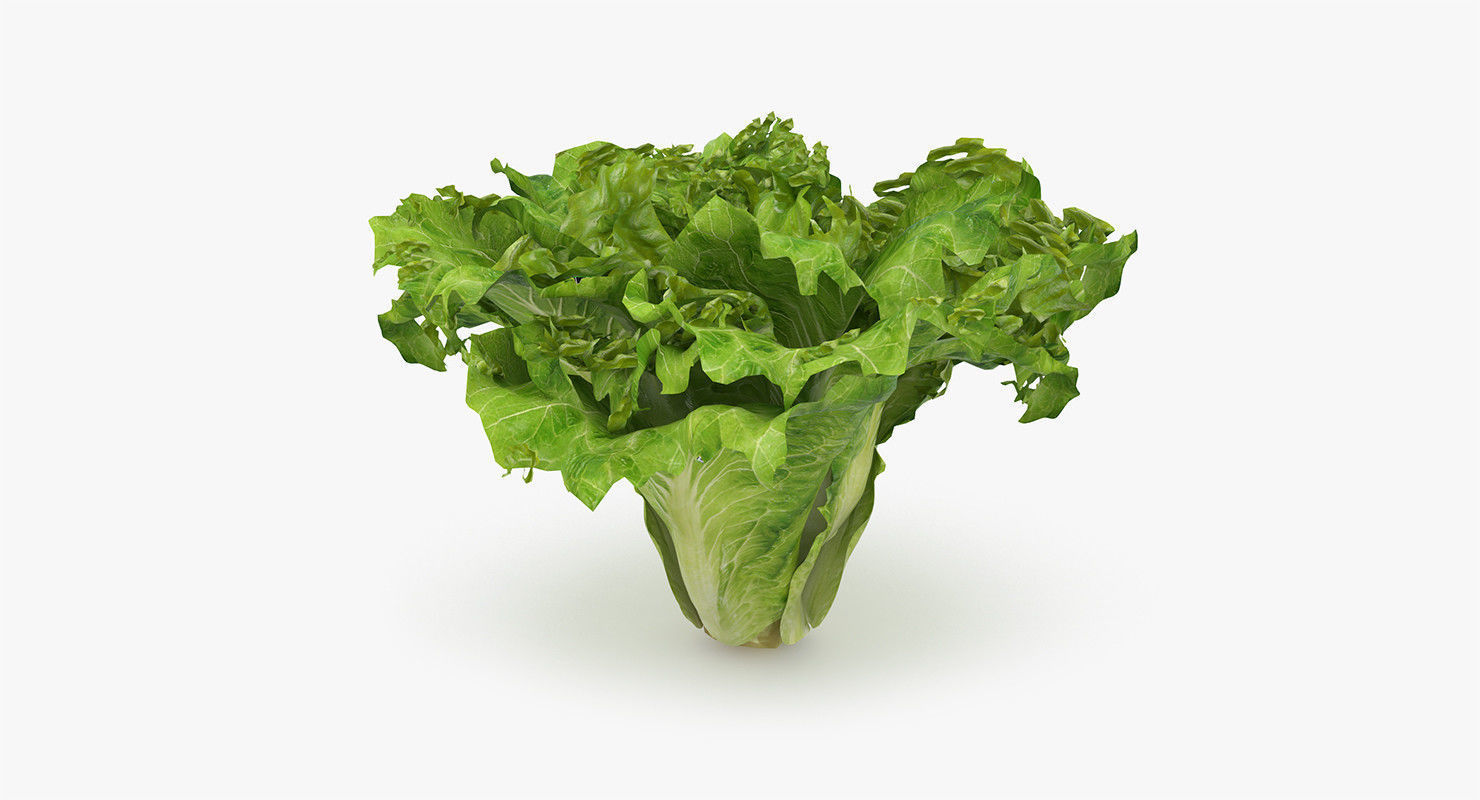 Lettuce leaf 3D model_3
