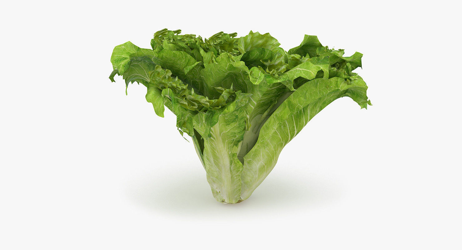 Lettuce leaf 3D model_2