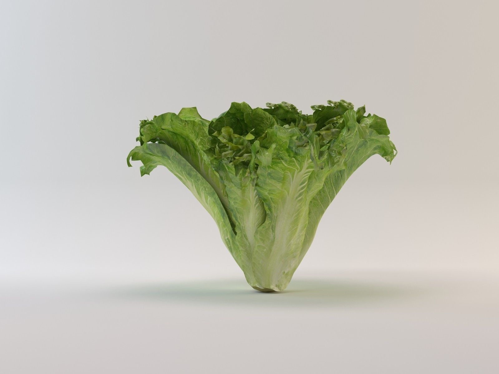 Lettuce leaf 3D model_1