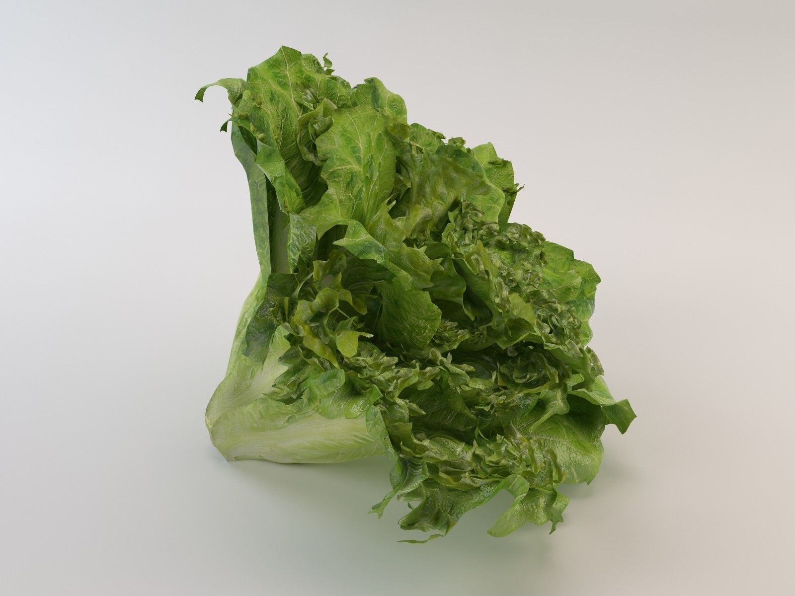 Lettuce leaf 3D model_7