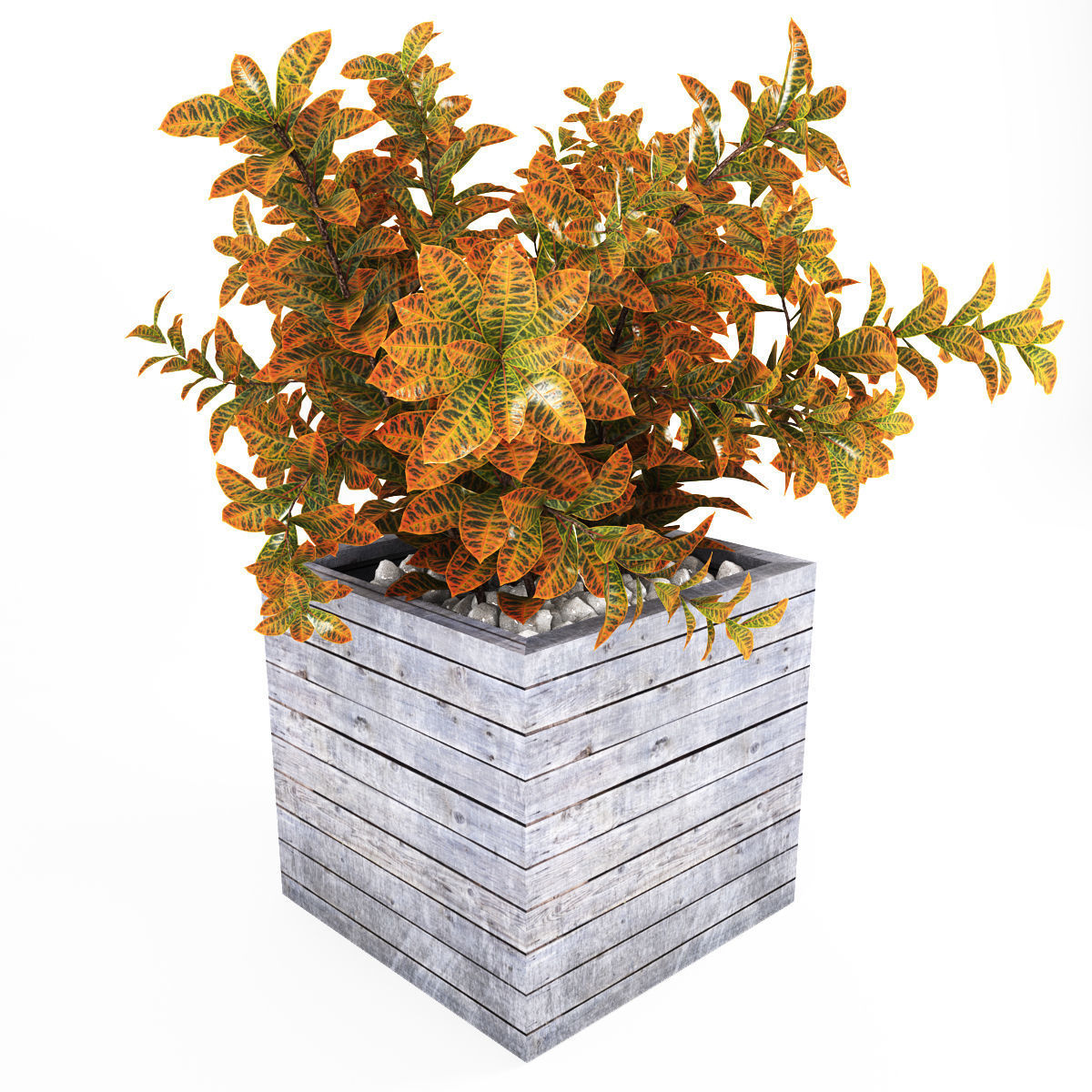 Croton tree 3D model_1