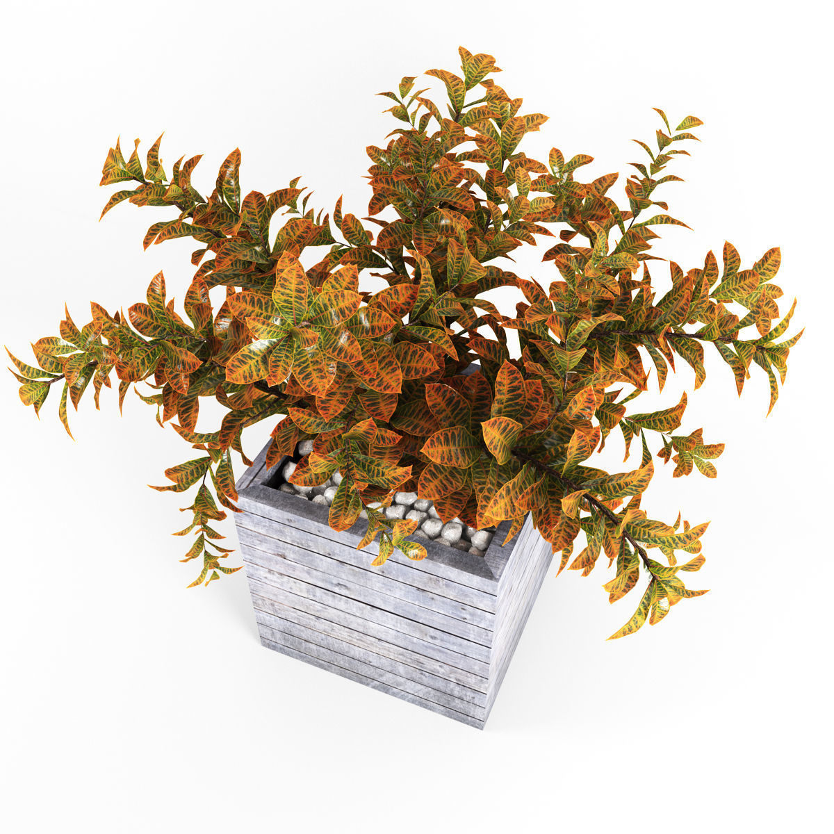 Croton tree 3D model_3