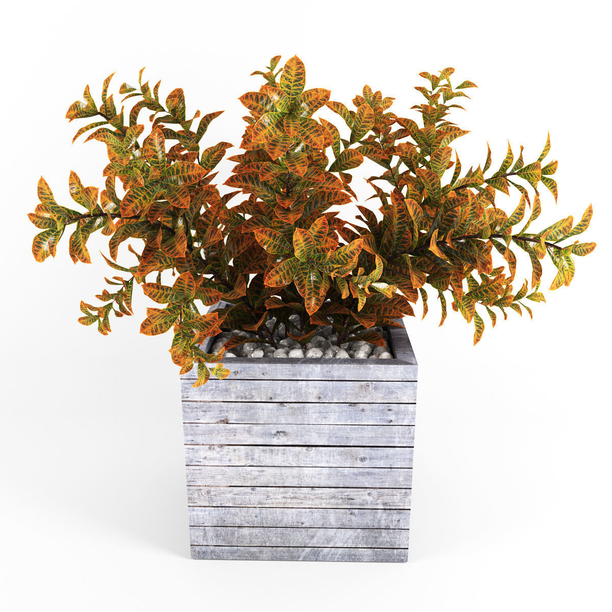 Croton tree 3D model_2