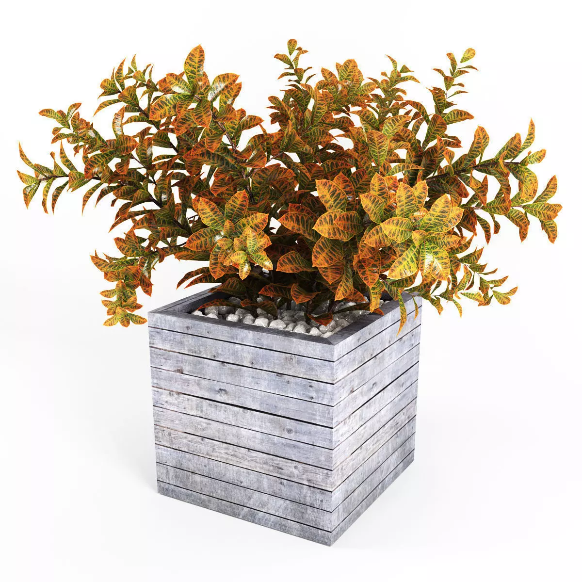 Croton tree 3D model_0