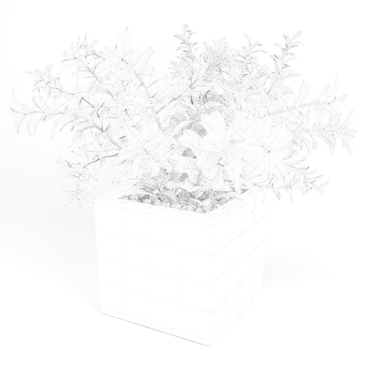 Croton tree 3D model_4