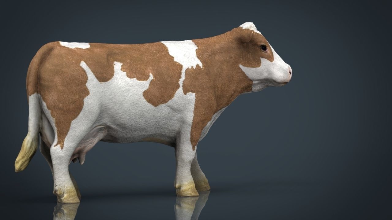 Cow 2 Low-poly 3D model_8