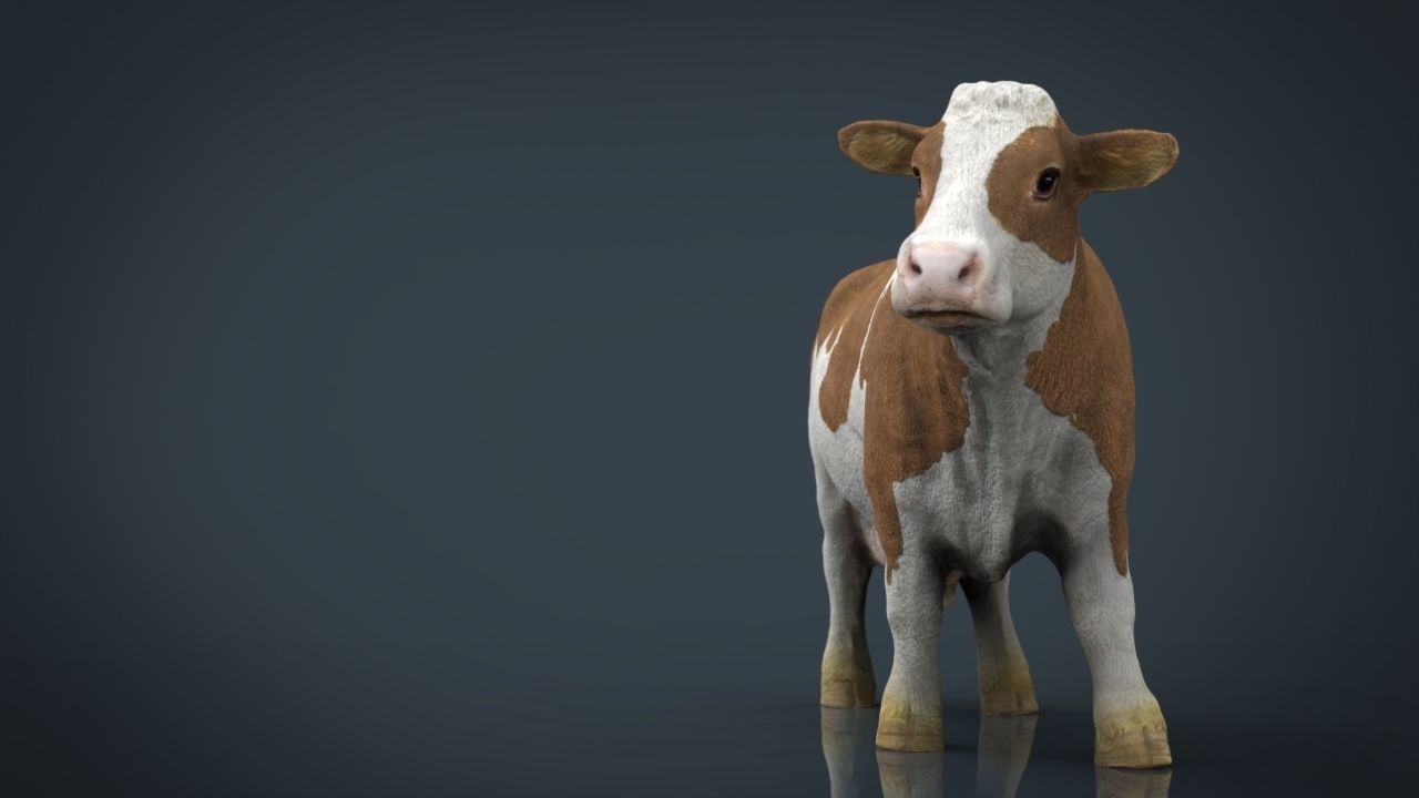 Cow 2 Low-poly 3D model_5