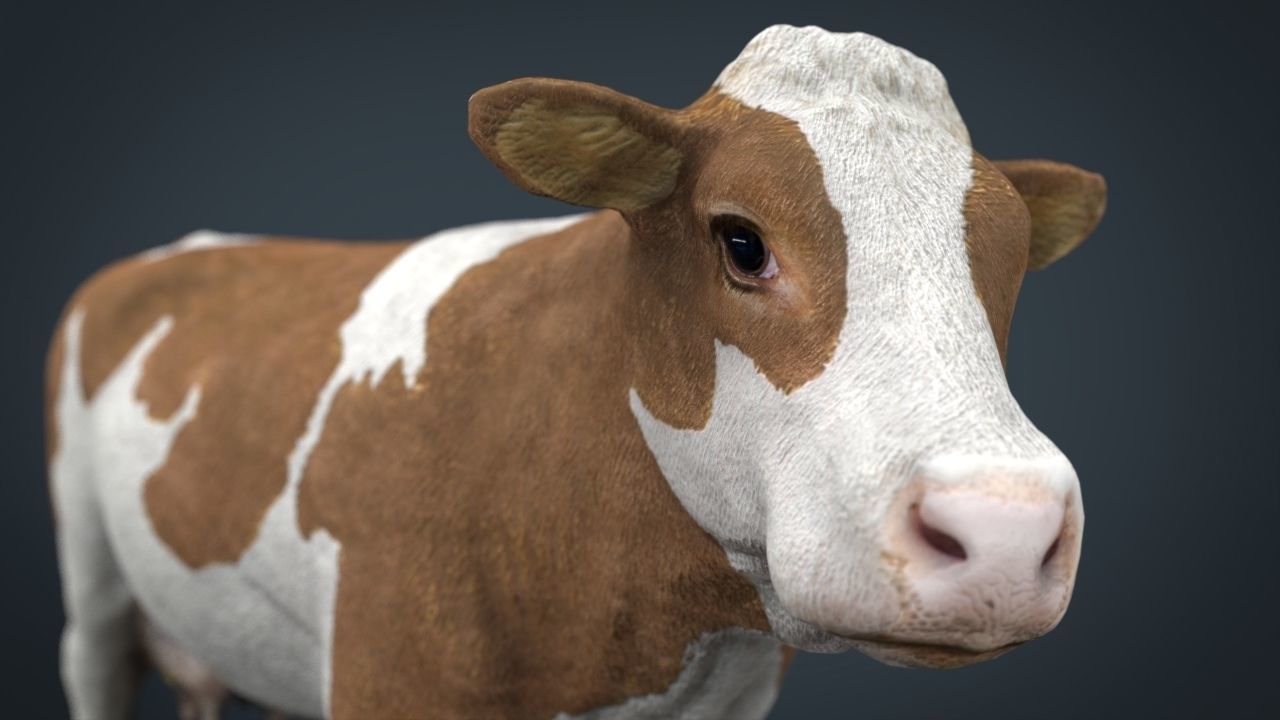 Cow 2 Low-poly 3D model_6