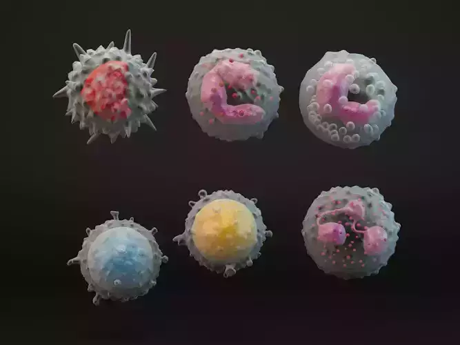White Blood Cells 3D model