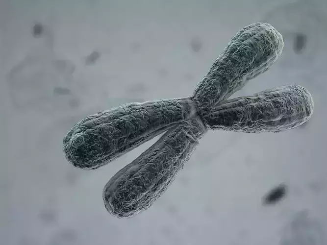 Detailed Chromosome 3D model