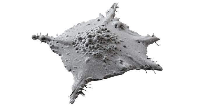 Lung Cancer Cell  3D model