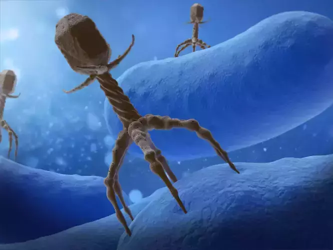 Bacteriophage Attacing Bacteria 3D model