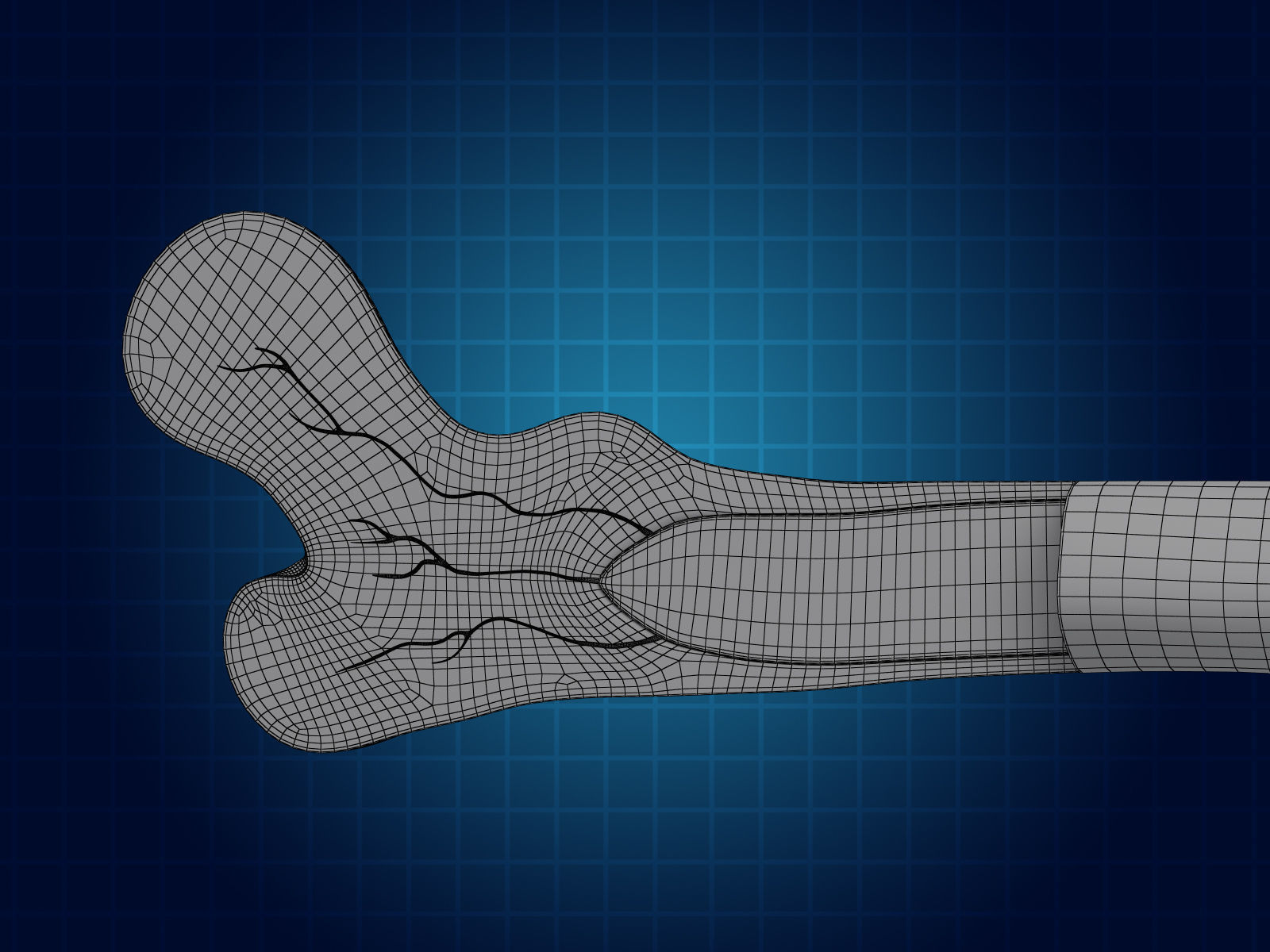 Bone Cross Section 3D model_5