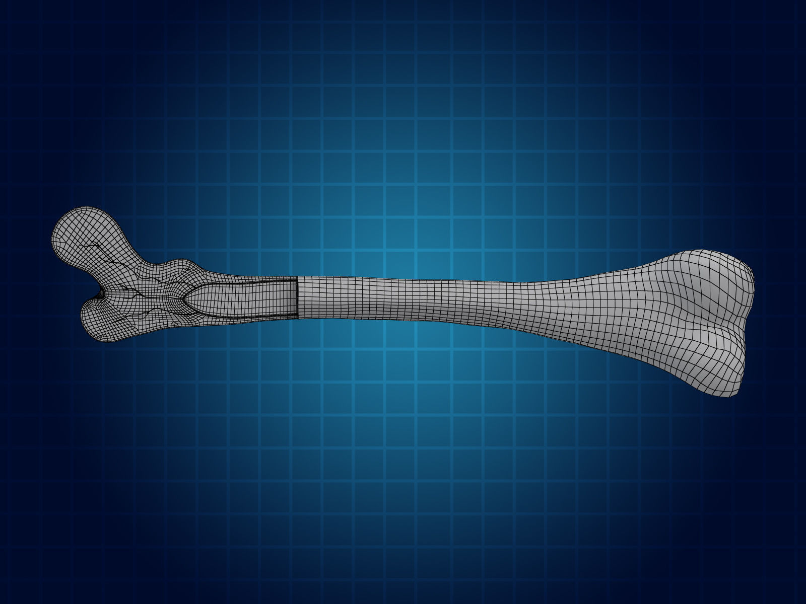 Bone Cross Section 3D model_4