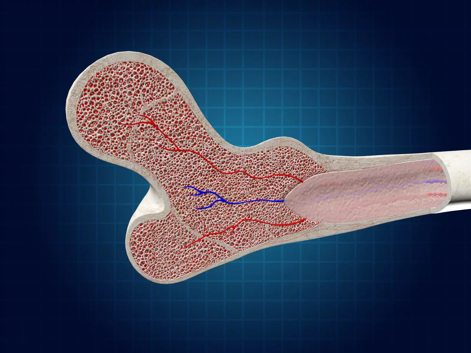 Bone Cross Section 3D model_0