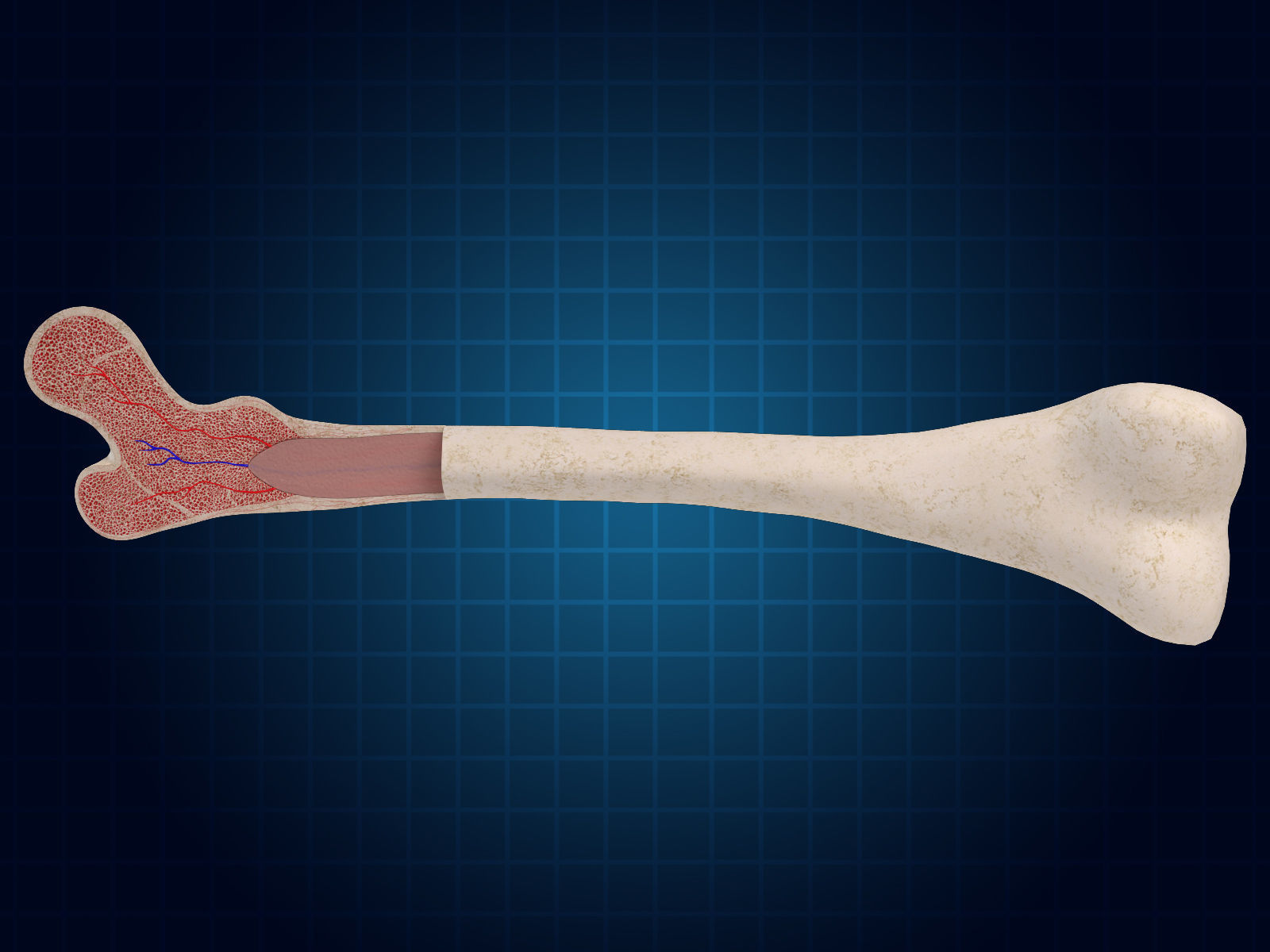 Bone Cross Section 3D model_2