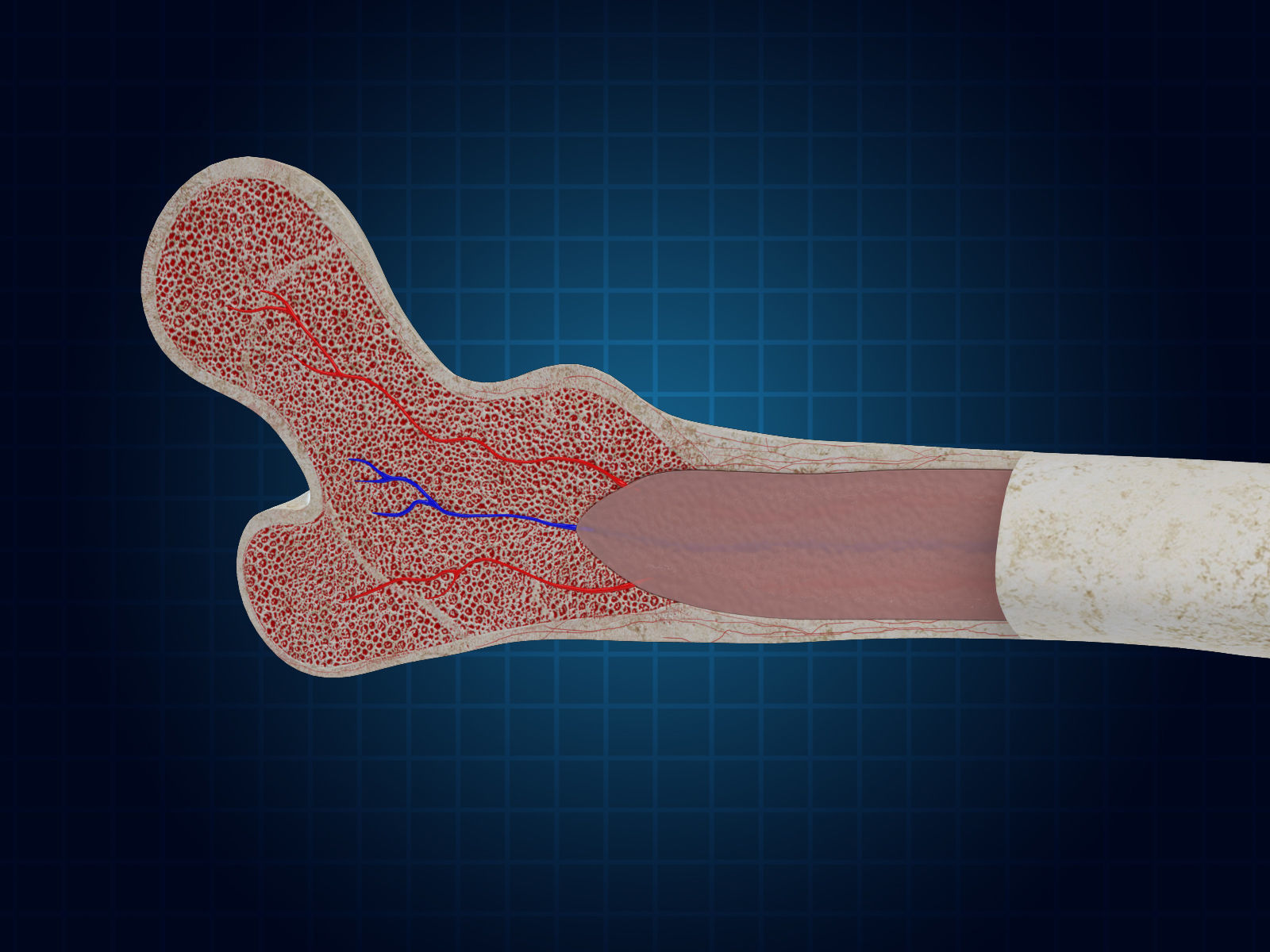 Bone Cross Section 3D model_1