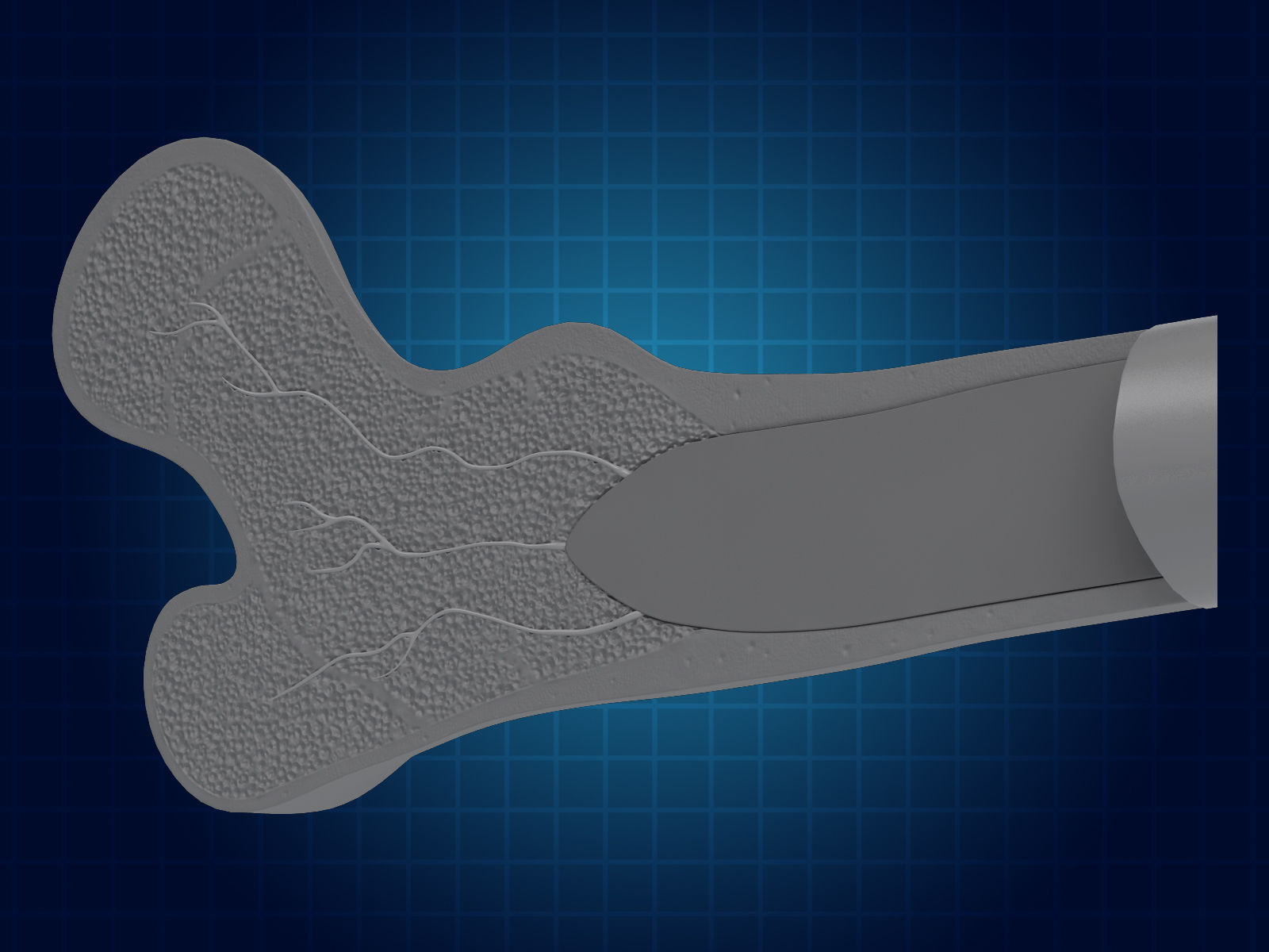Bone Cross Section 3D model_3