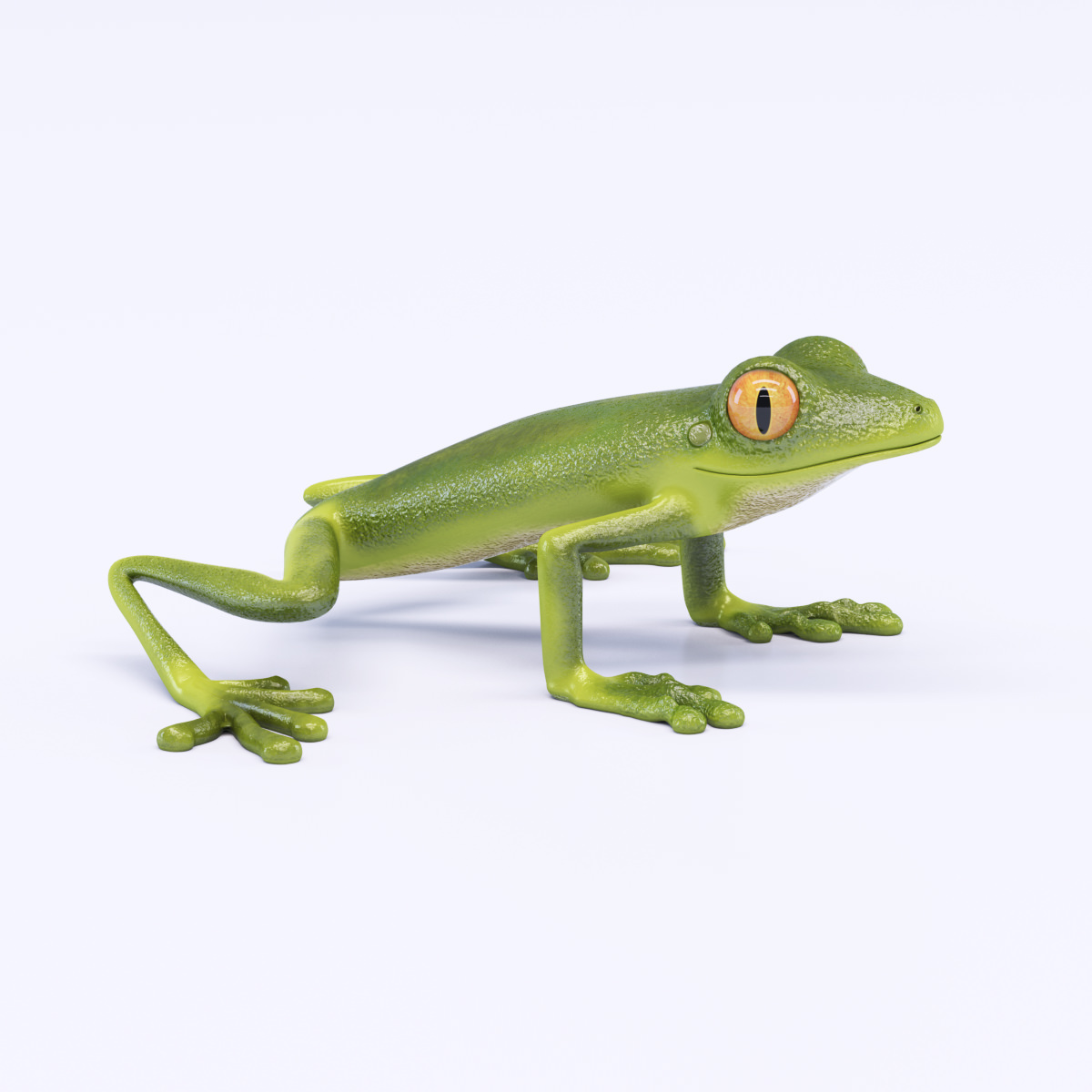 Green Frog 3D model_1