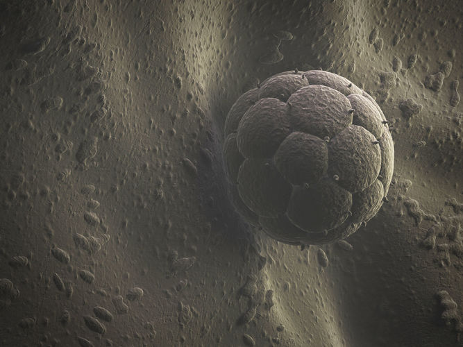 Embryo And Womb 3D model