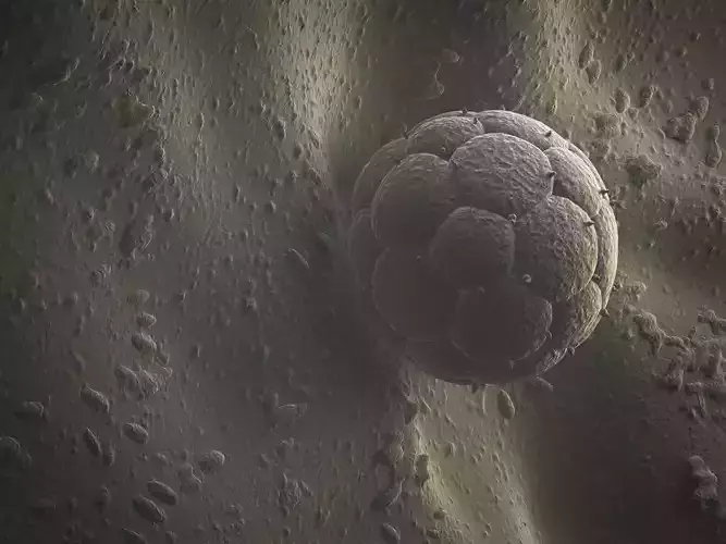 Embryo And Womb 3D model