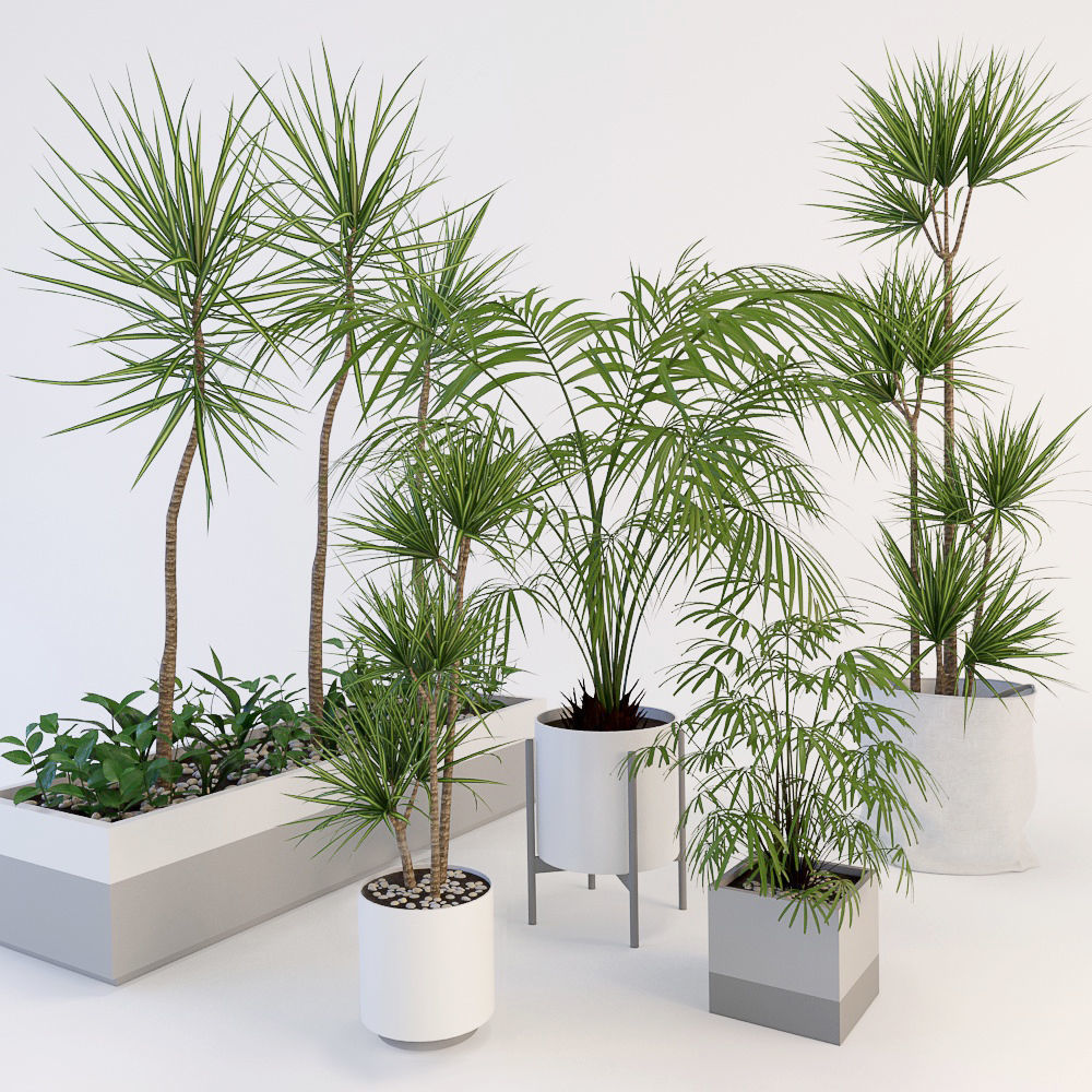 Palms palm tree in pot 3D model_1