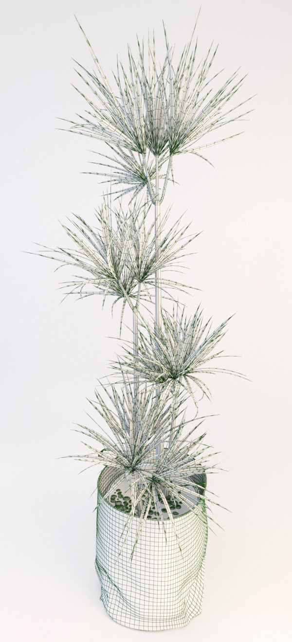 Palms palm tree in pot 3D model_6