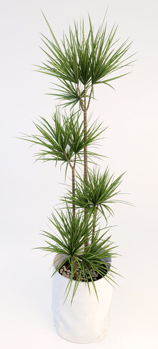 Palms palm tree in pot 3D model_4