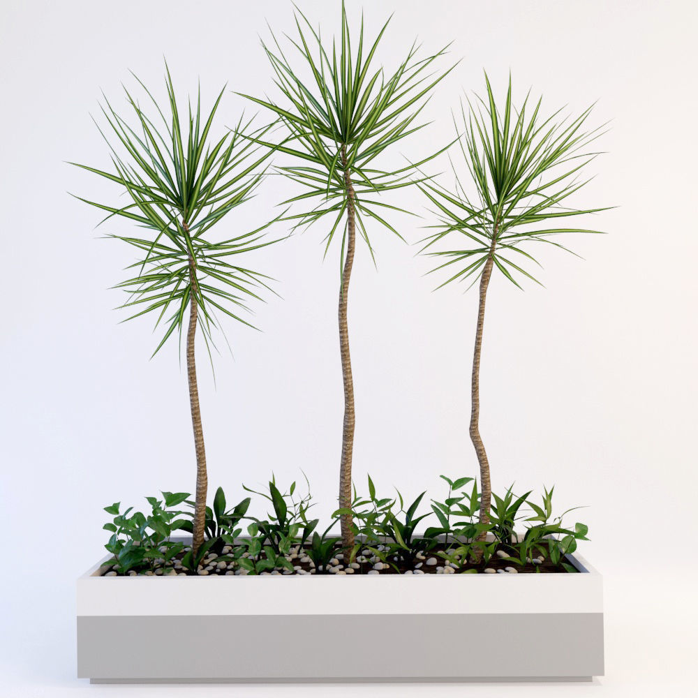 Palms palm tree in pot 3D model_3