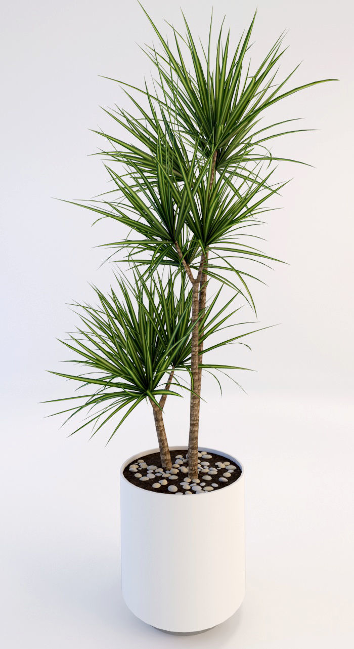 Palms palm tree in pot 3D model_5