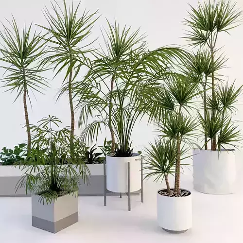 Palms palm tree in pot 3D model