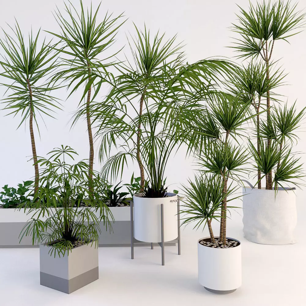 Palms palm tree in pot 3D model_0
