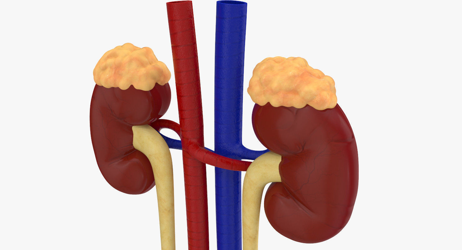 Kidneys with tube 3D model_3