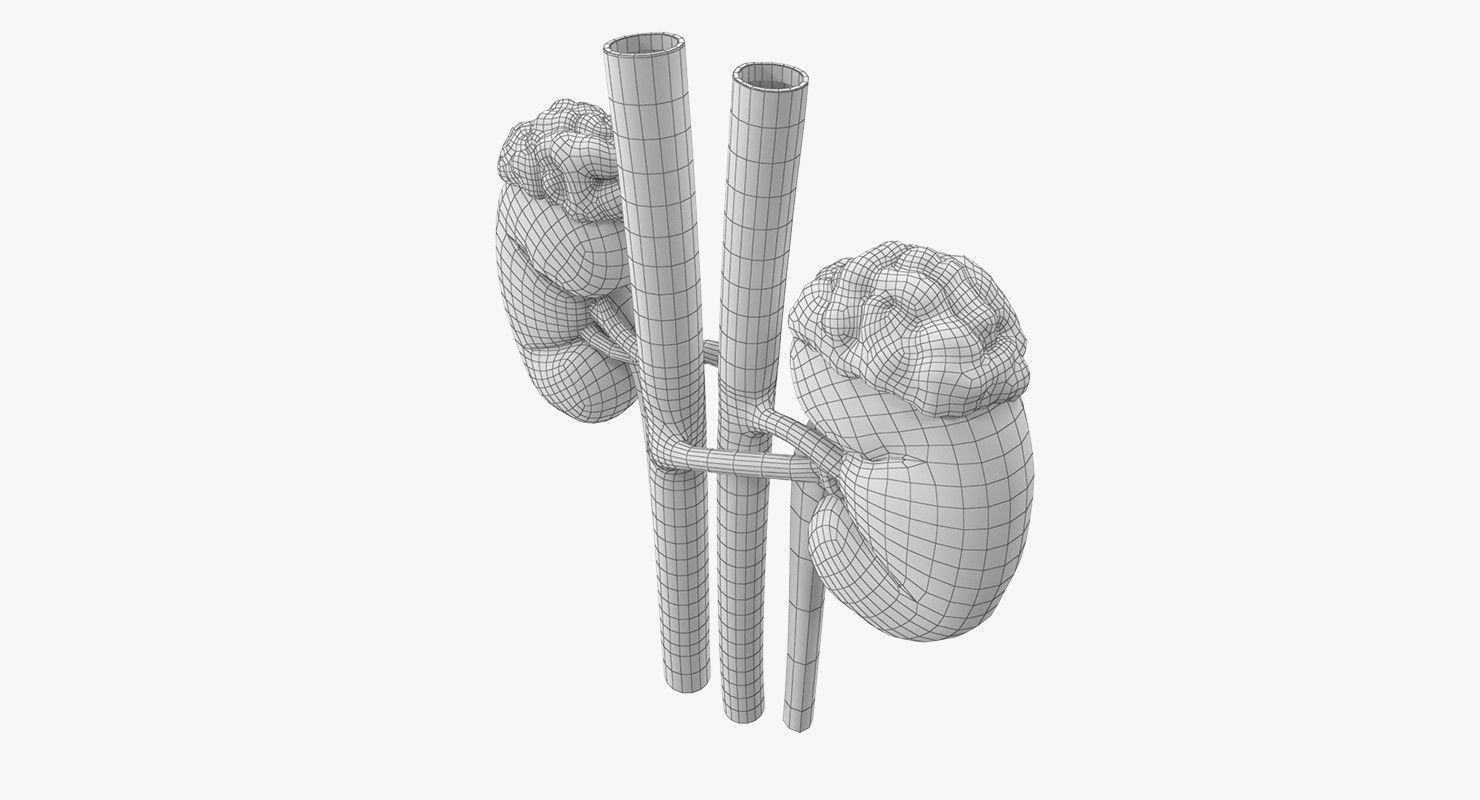 Kidneys with tube 3D model_9