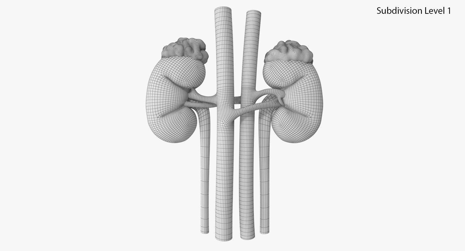 Kidneys with tube 3D model_8