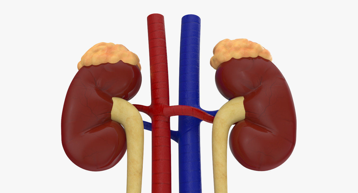 Kidneys with tube 3D model_1