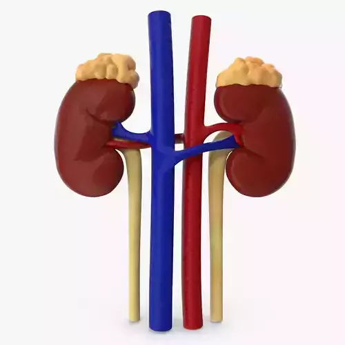 Kidneys with tube