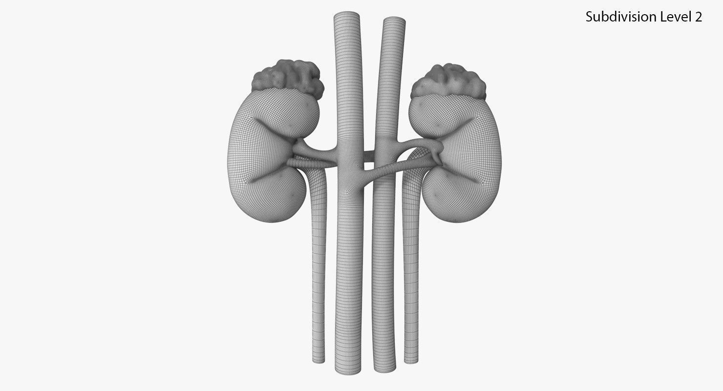 Kidneys with tube 3D model_7