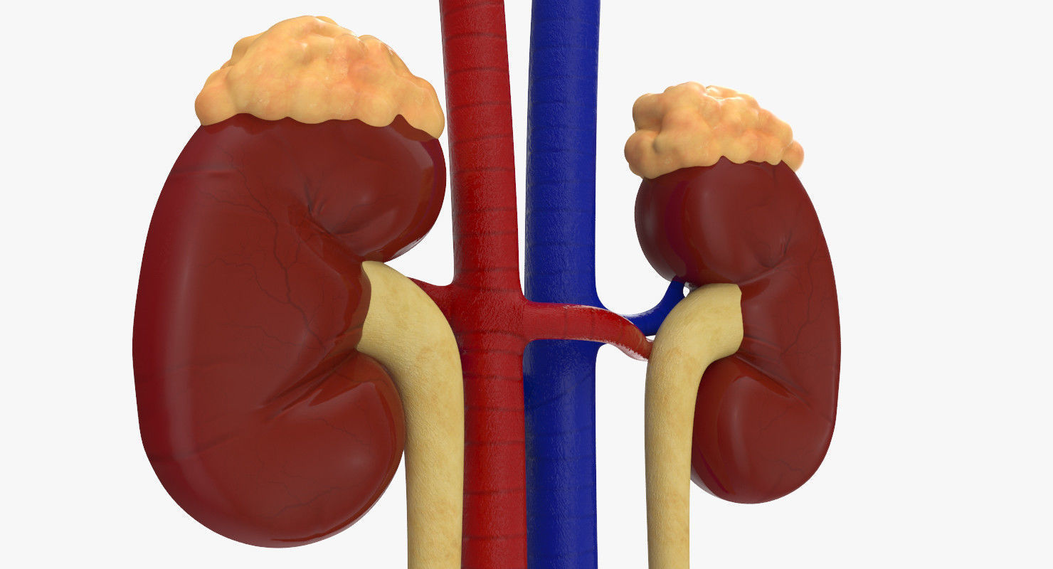 Kidneys with tube 3D model_4