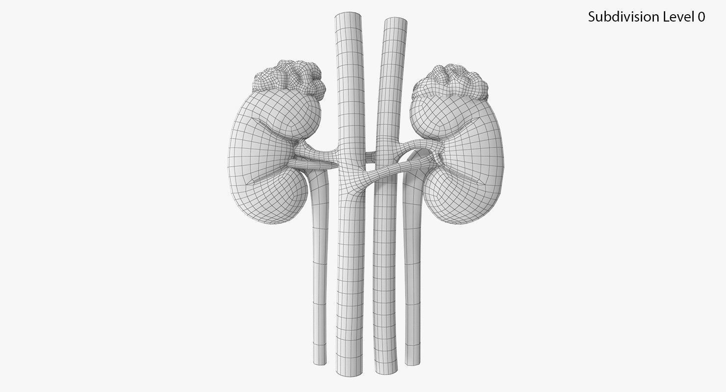 Kidneys with tube 3D model_6
