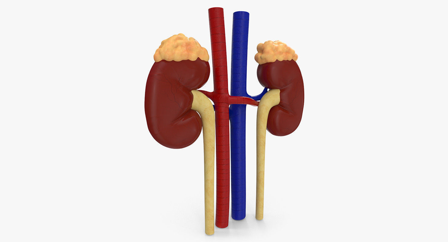 Kidneys with tube 3D model_5