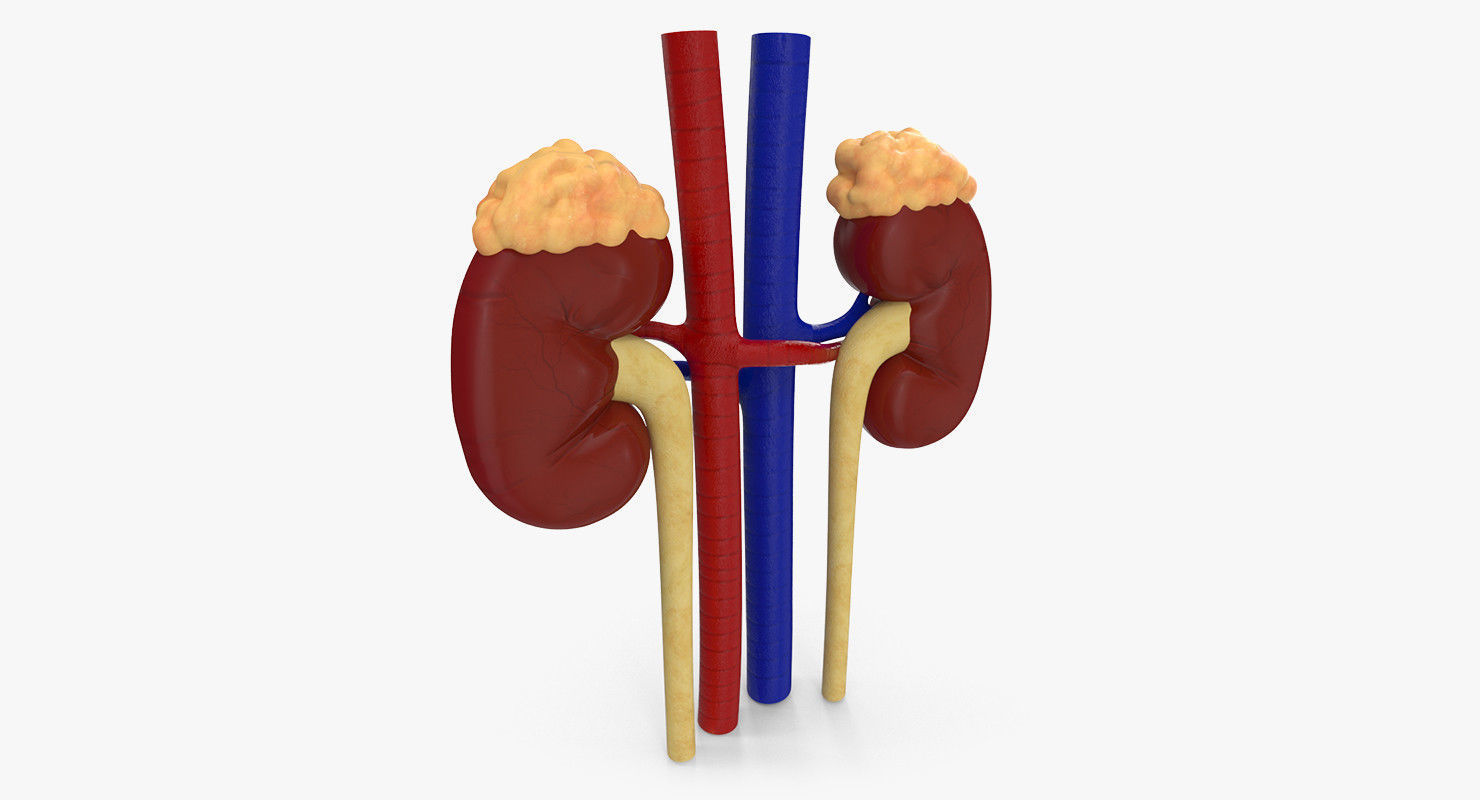 Kidneys with tube 3D model_2